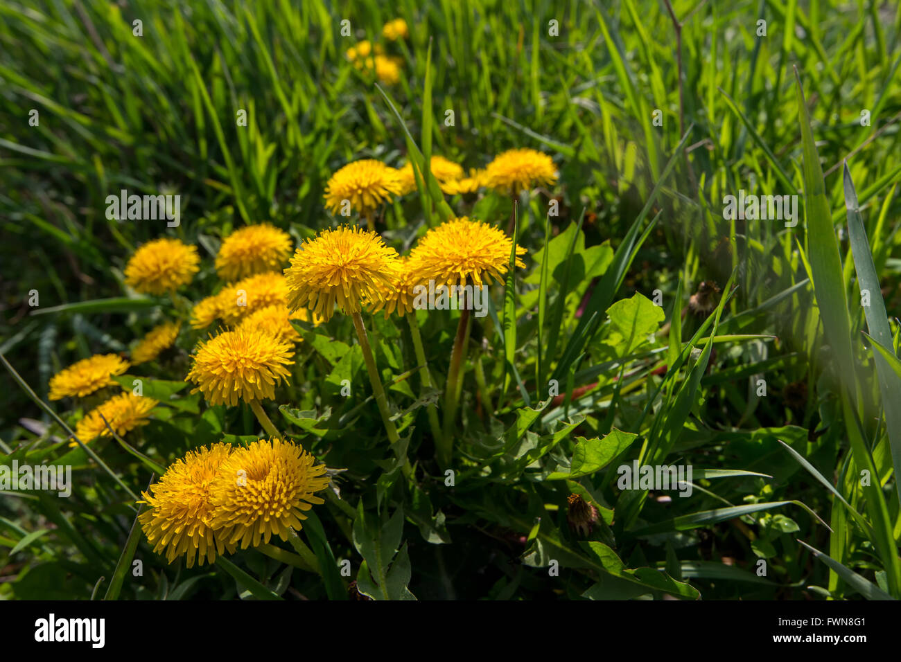 Frühling gelbe Löwenzahn Blume in natürlichem Licht Stockfoto