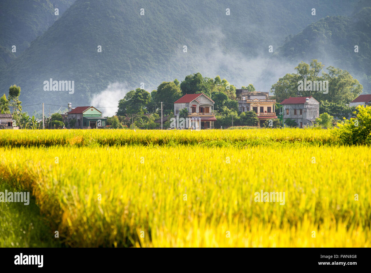 Goldene Reisfeld die Bacson-Tal in Vietnam Stockfoto