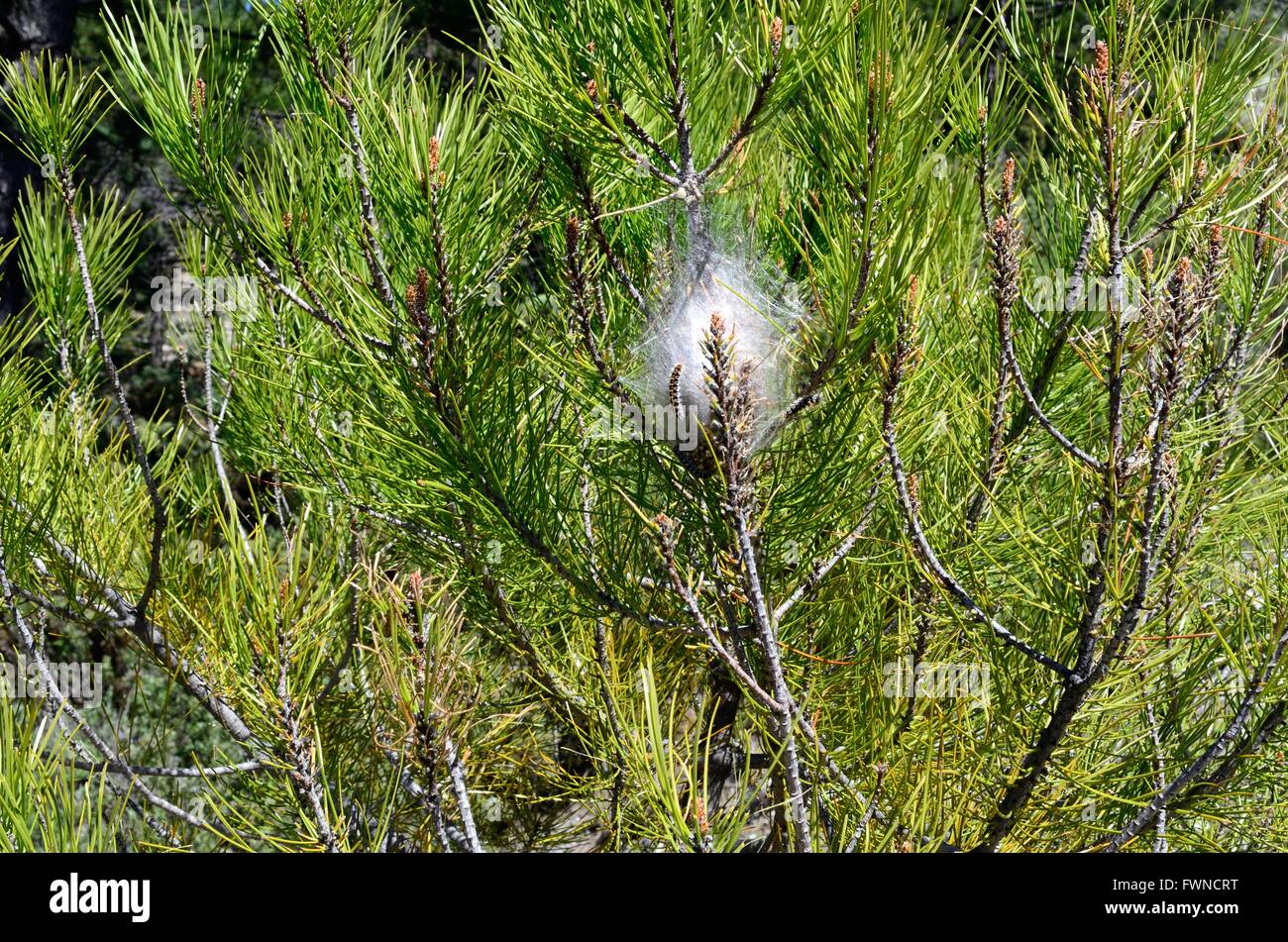 Kiefer-Larven Eichenprozessionsspinner Thaumetopoea Pilyocampa Sierra Tejeda Nationalpark Andalusien Spanien Stockfoto