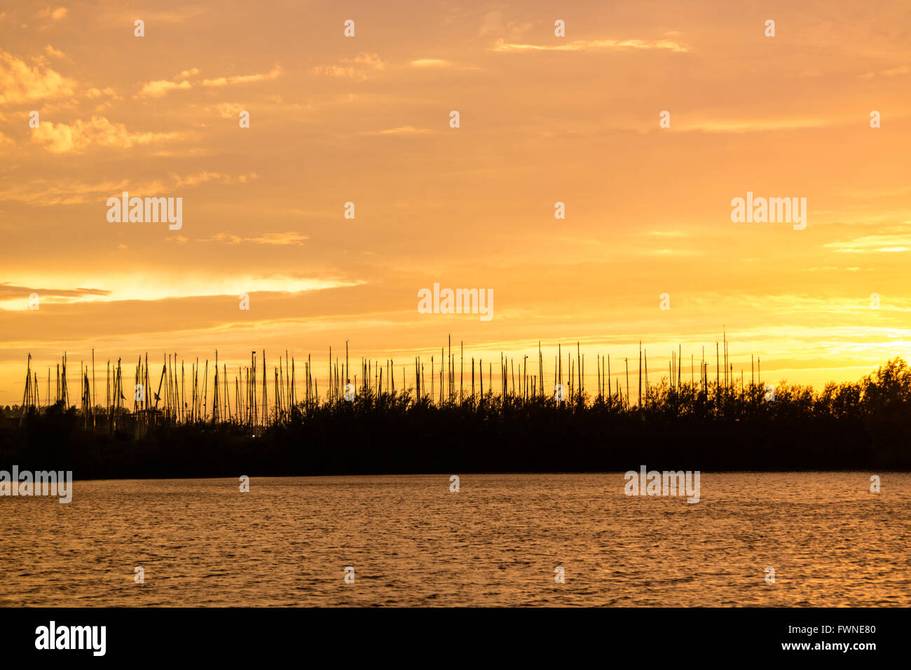 Silhouette der Bäume und Yachten in der Marina gegen gelben Himmel während der goldenen Stunde über Haringvliet in Süd-Holland, Niederlande Stockfoto