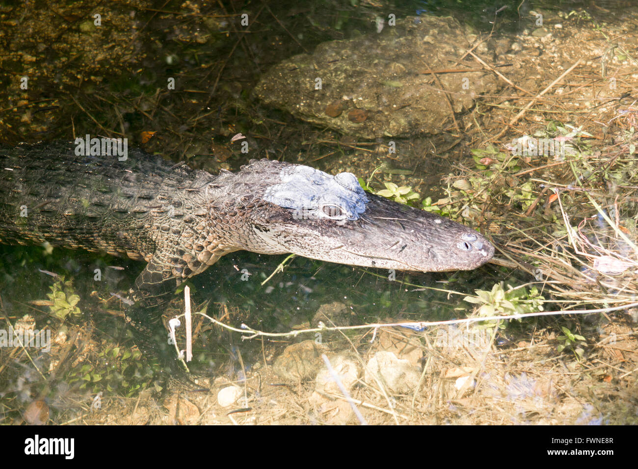 Nahaufnahme des Kopfes der Alligator im Sumpf entlang Loop Road im Big Cypress National Reserve, Everglades, Florida, USA Stockfoto