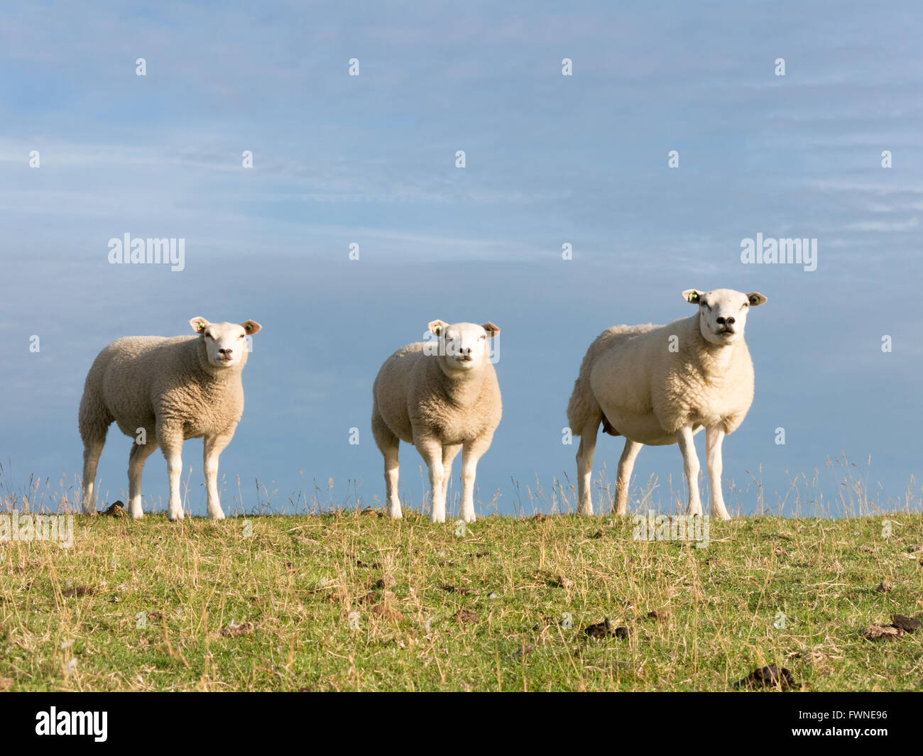 Porträt von drei Schafe nebeneinander in einer Reihe Gras Polder Deich, Niederlande Stockfoto