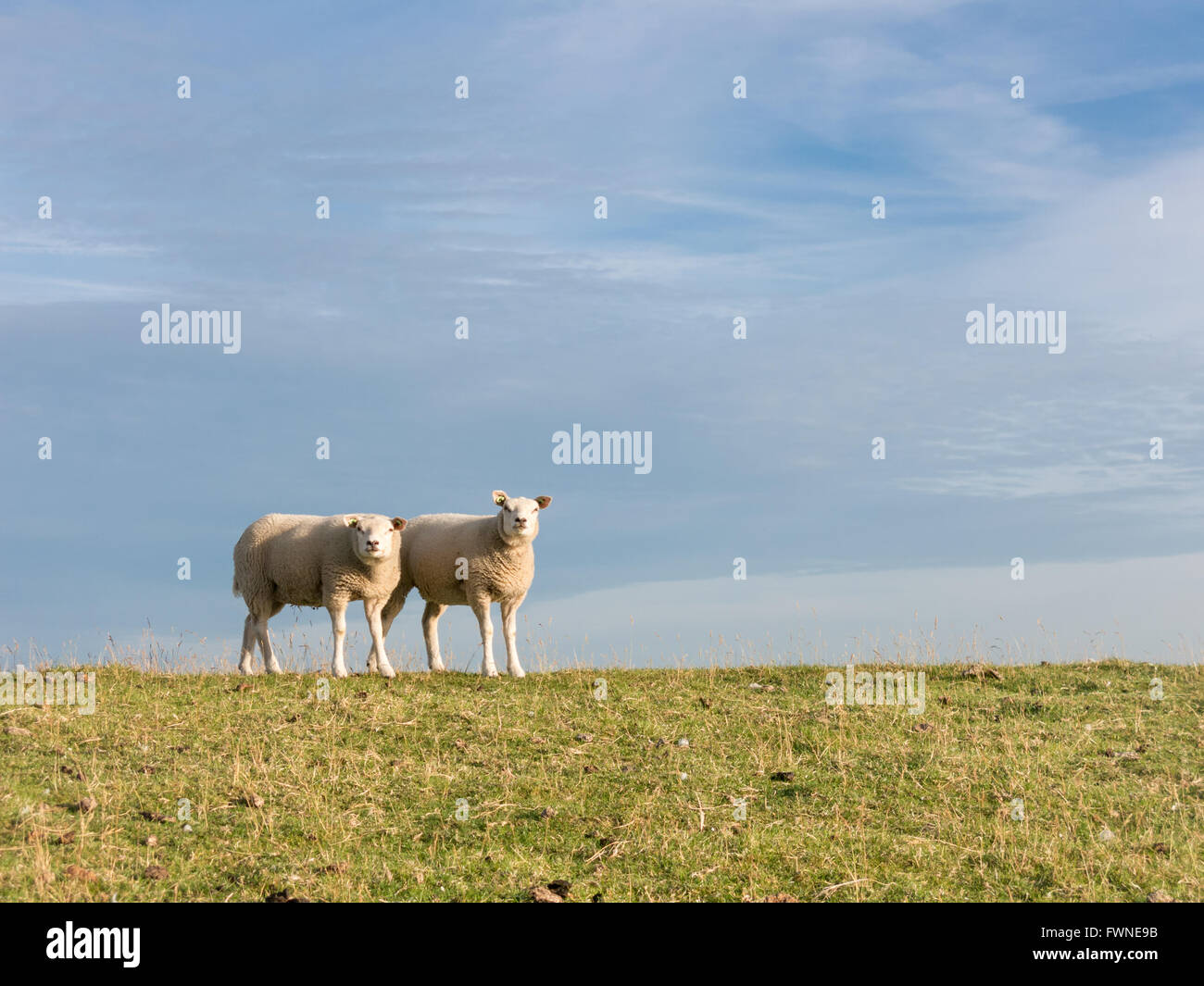 Porträt von zwei Schafen stehen nebeneinander in einer Reihe in den Rasen ein Polder Deich, Niederlande Stockfoto