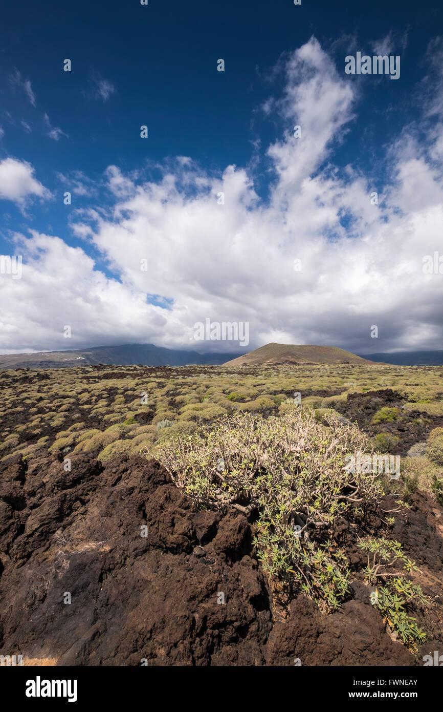 Malpais de Guimar Bereich von Teneriffa, in einheimischen Sträuchern wie Tabaiba und Cardon abgedeckt. Teneriffa, Kanarische Inseln, Spanien. Stockfoto