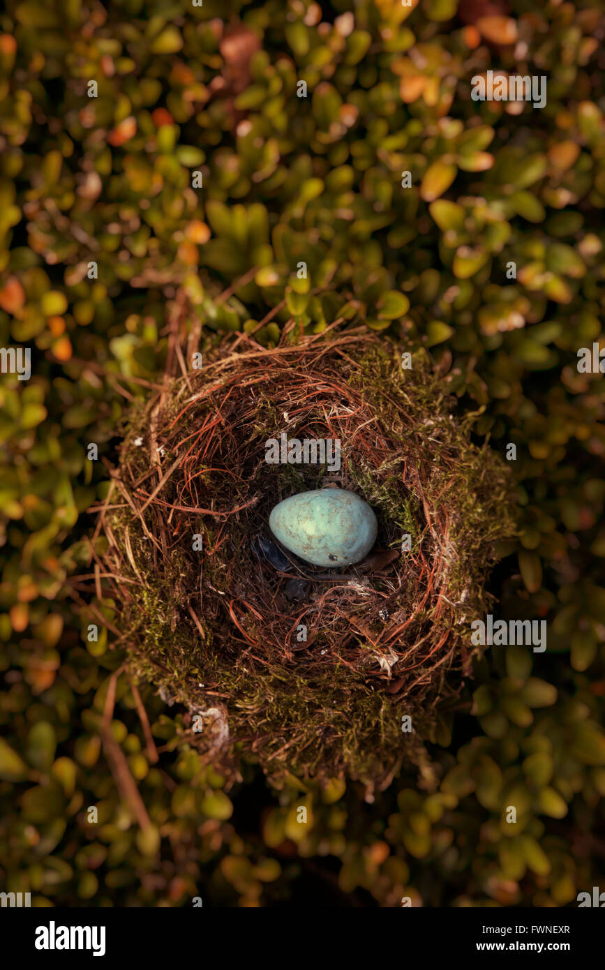 Gesprenkelten blauen eiförmigen Stein in Vogelnest auf Hecke Stockfoto