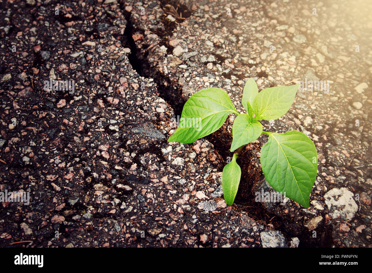 Pflanze wächst aus Riss im asphalt Stockfoto