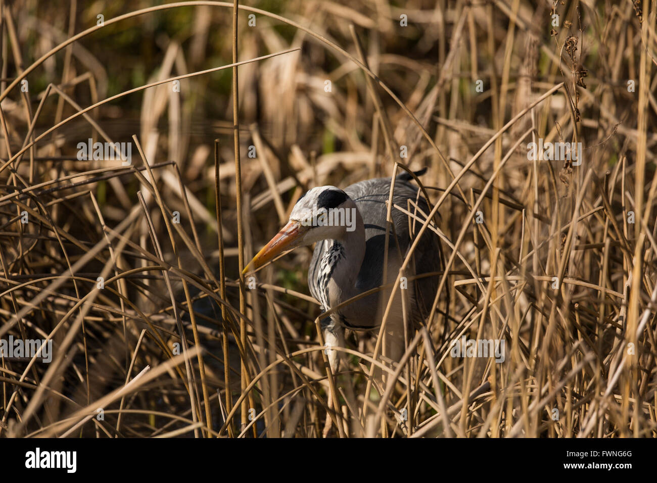 Graureiher wechseln zwischen Schilf in der Nähe von einem Teich Stockfoto