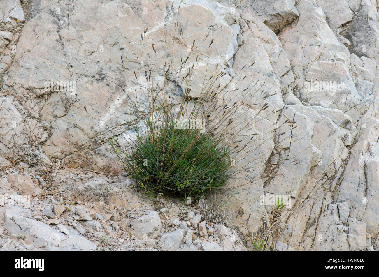Tussock Gras wachsen aus Kalkstein Gesteinsoberfläche, Spanien. Stockfoto