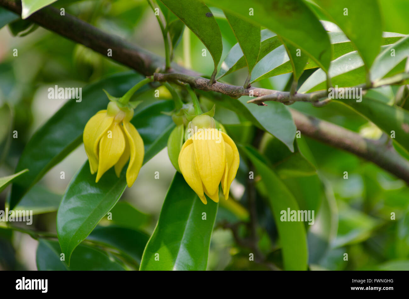 Parfüm-Baum (Ylang Ylang Blume) Stockfoto