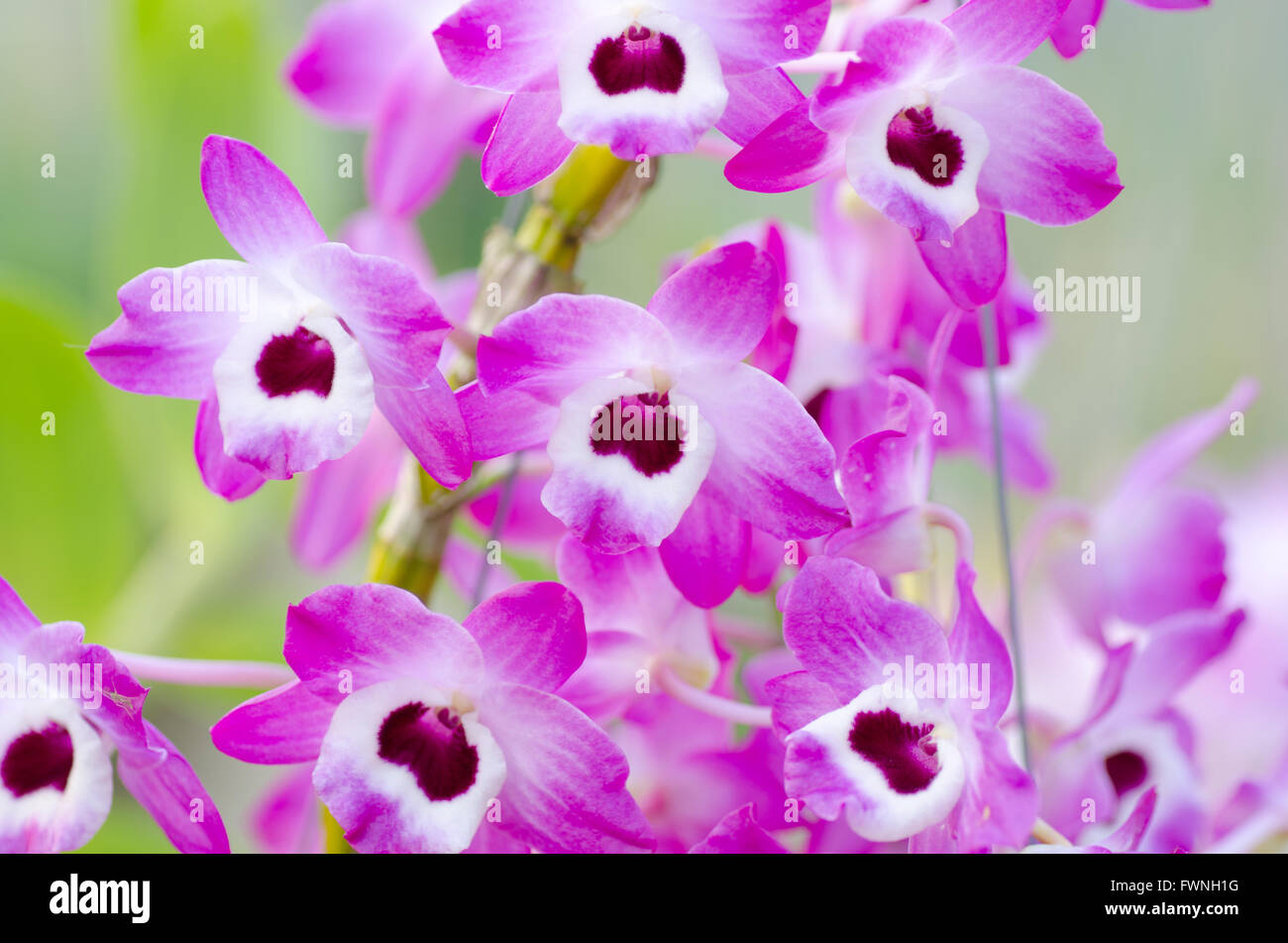 Nobile Orchidee Stockfoto