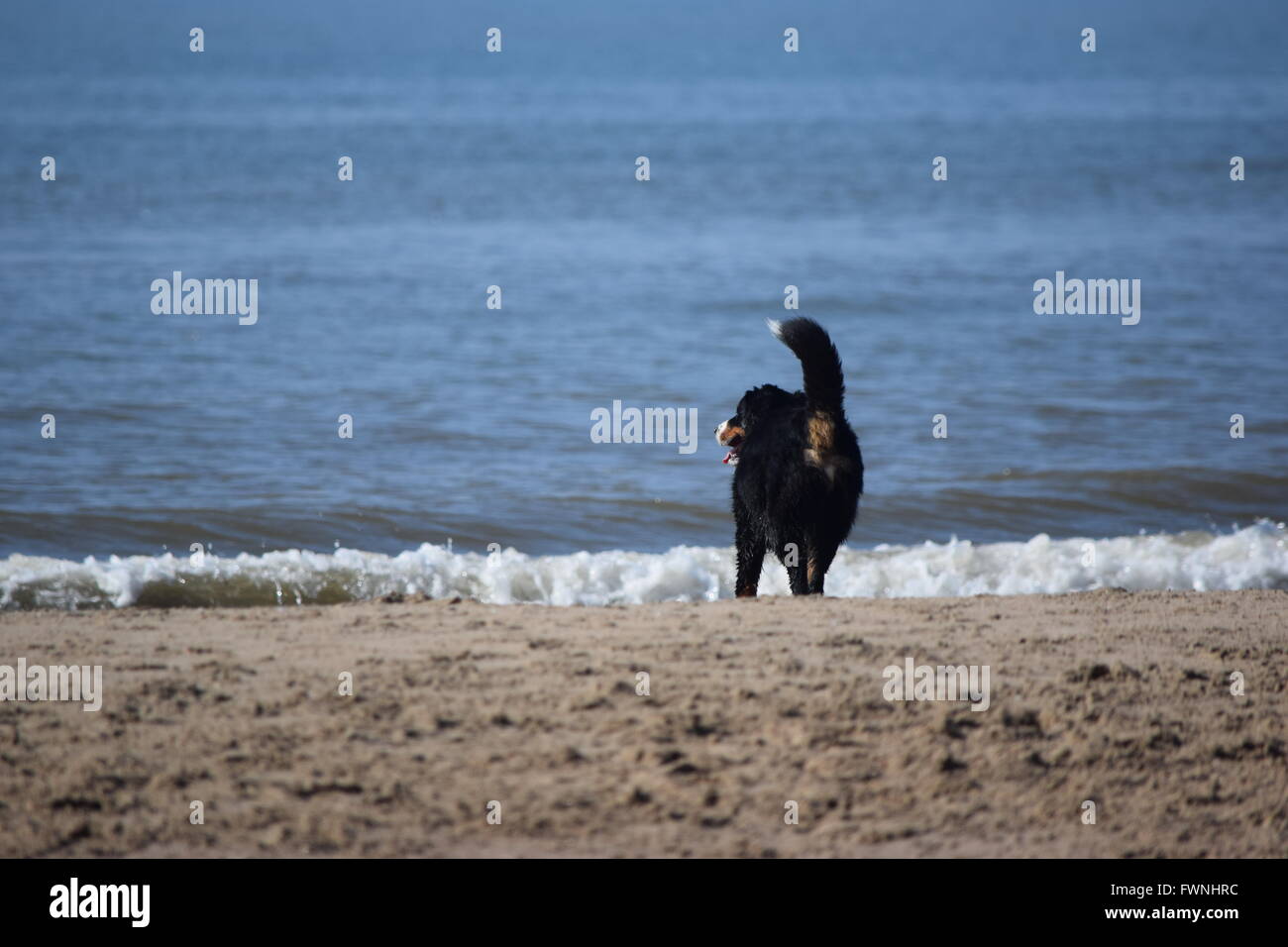 Berner Sennenhund. Stockfoto