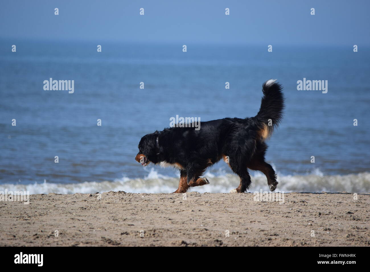 Berner Sennenhund Stockfoto