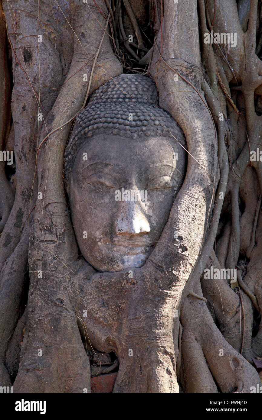 Antike Buddha-Kopf im Baumwurzel Stockfoto