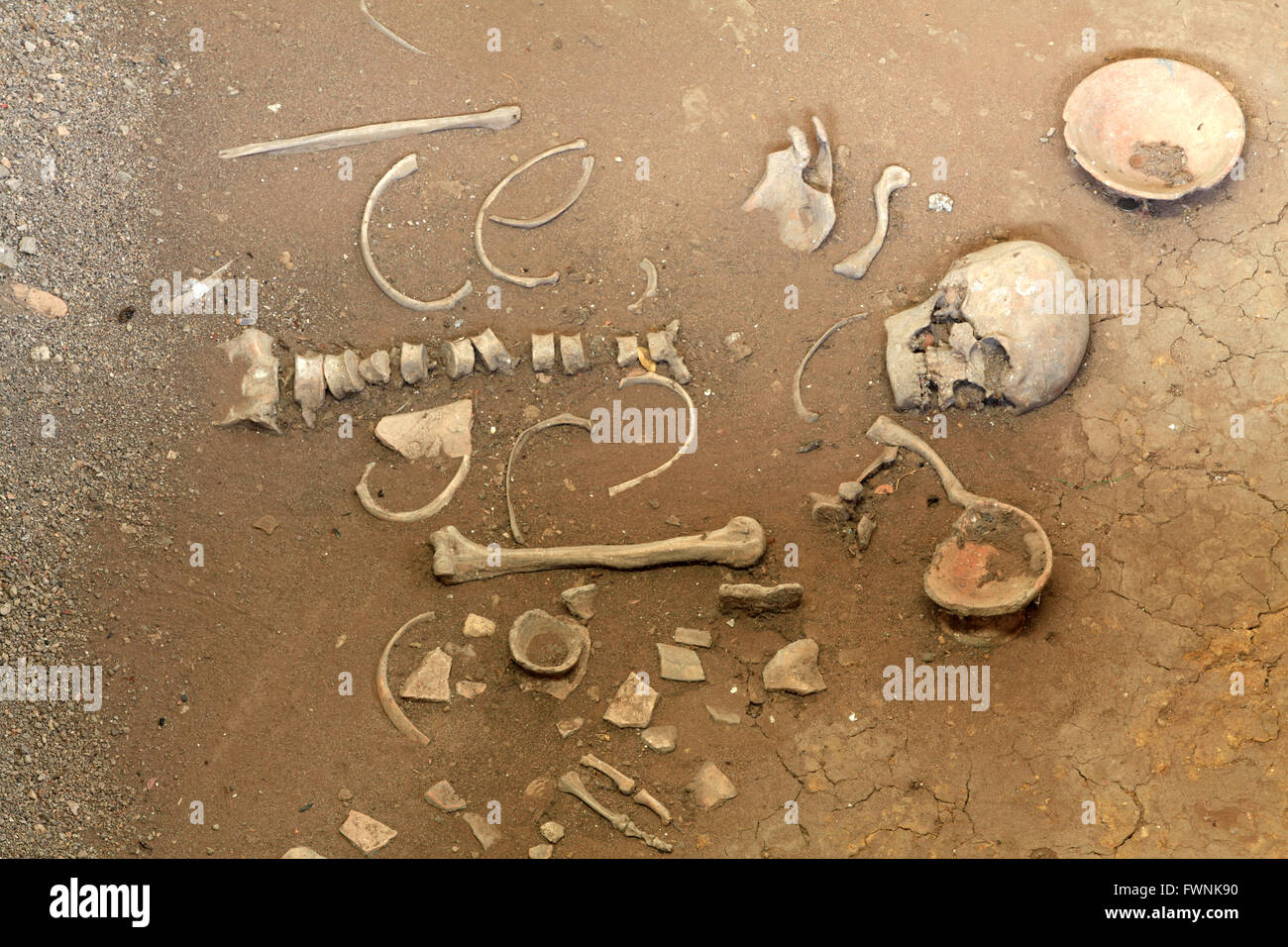 Erforschung der alten menschlichen Skeletts Stockfoto