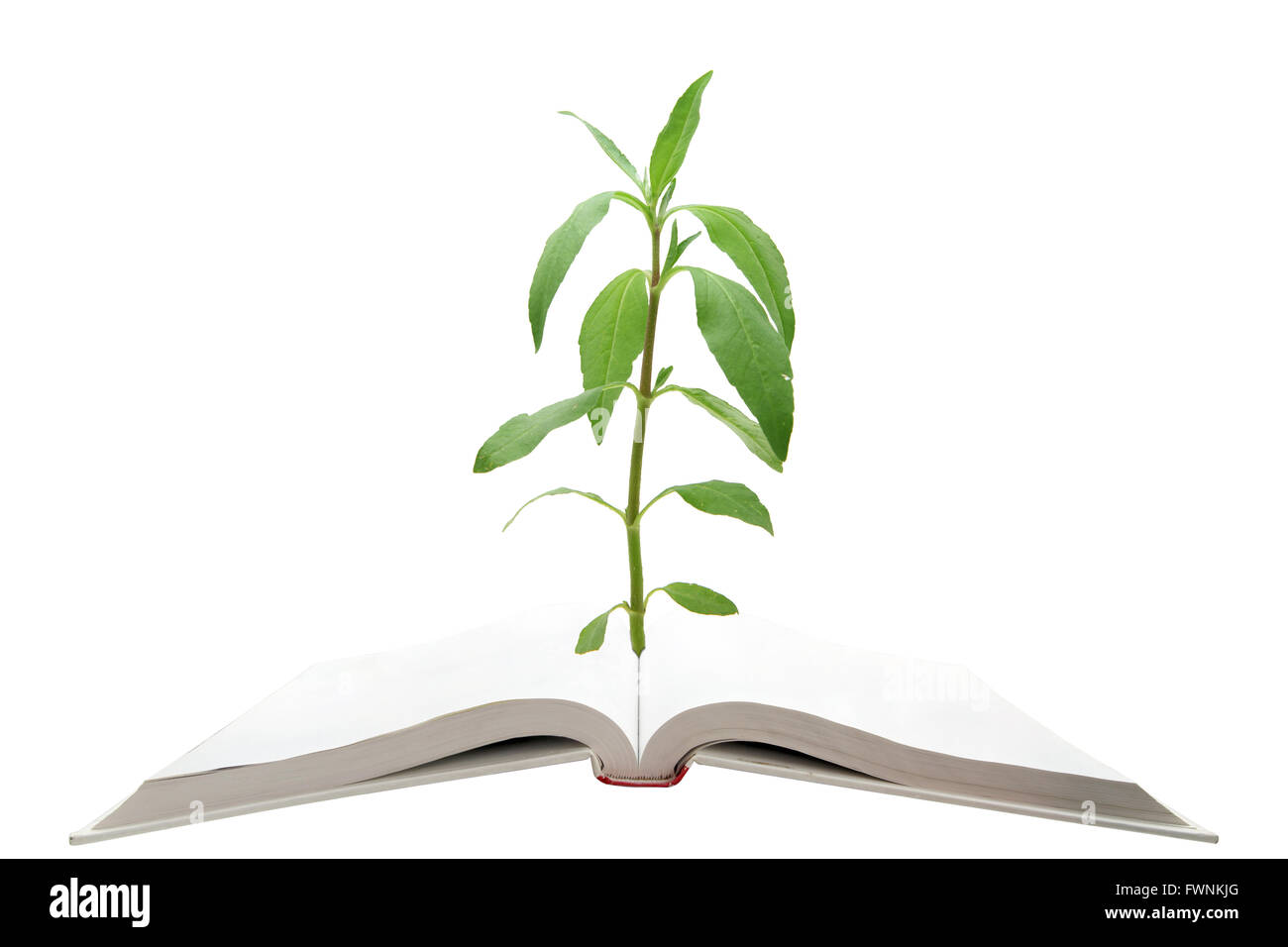 leere Zauberbuch mit grüner Baum Stockfoto