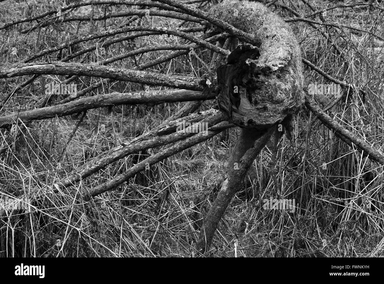 Ein umgestürzter Baum. Stockfoto
