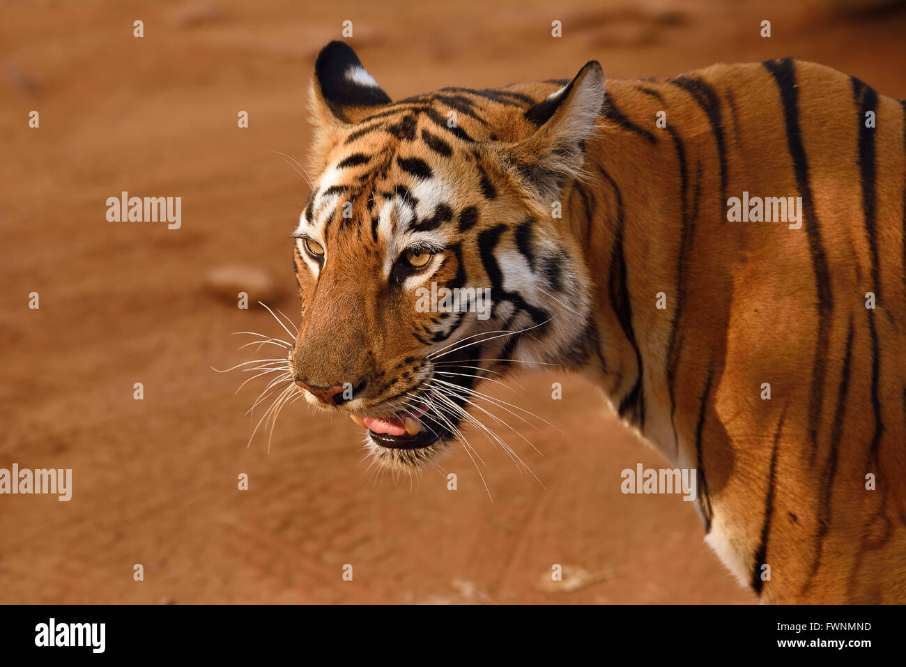 Royal Bengal Tiger Porträt, Tadoba, Maharashtra, Indien Stockfoto