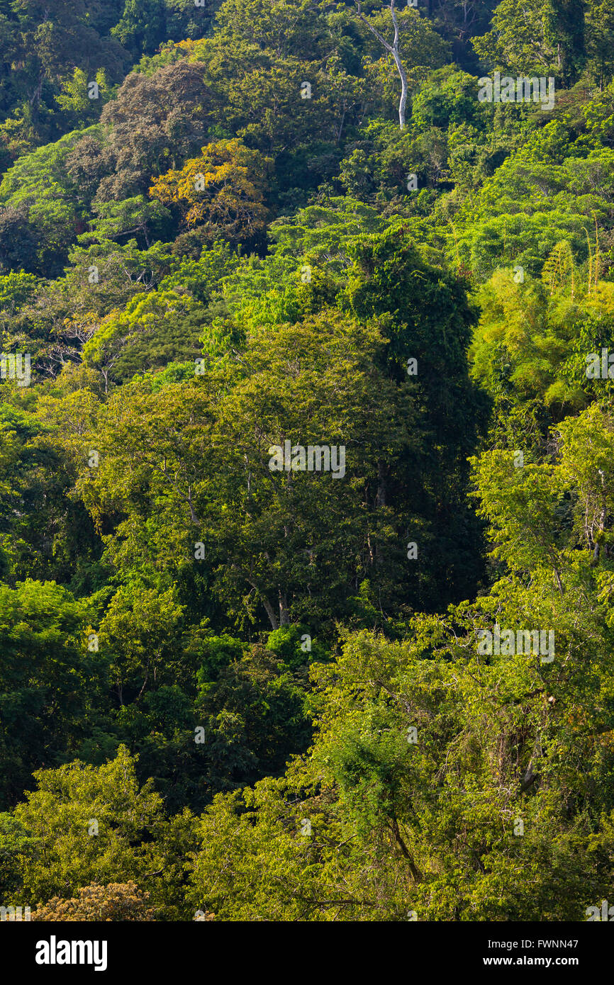 Die Halbinsel OSA, COSTA RICA - Bäumen im Regenwald. Stockfoto