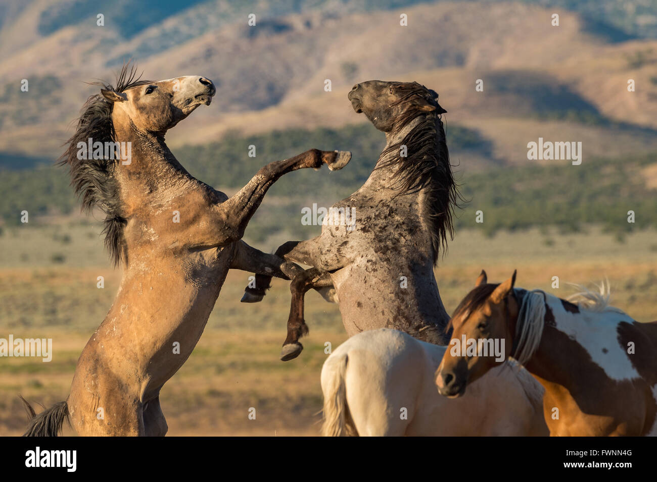 Wilde Pferde kämpfen. Stockfoto