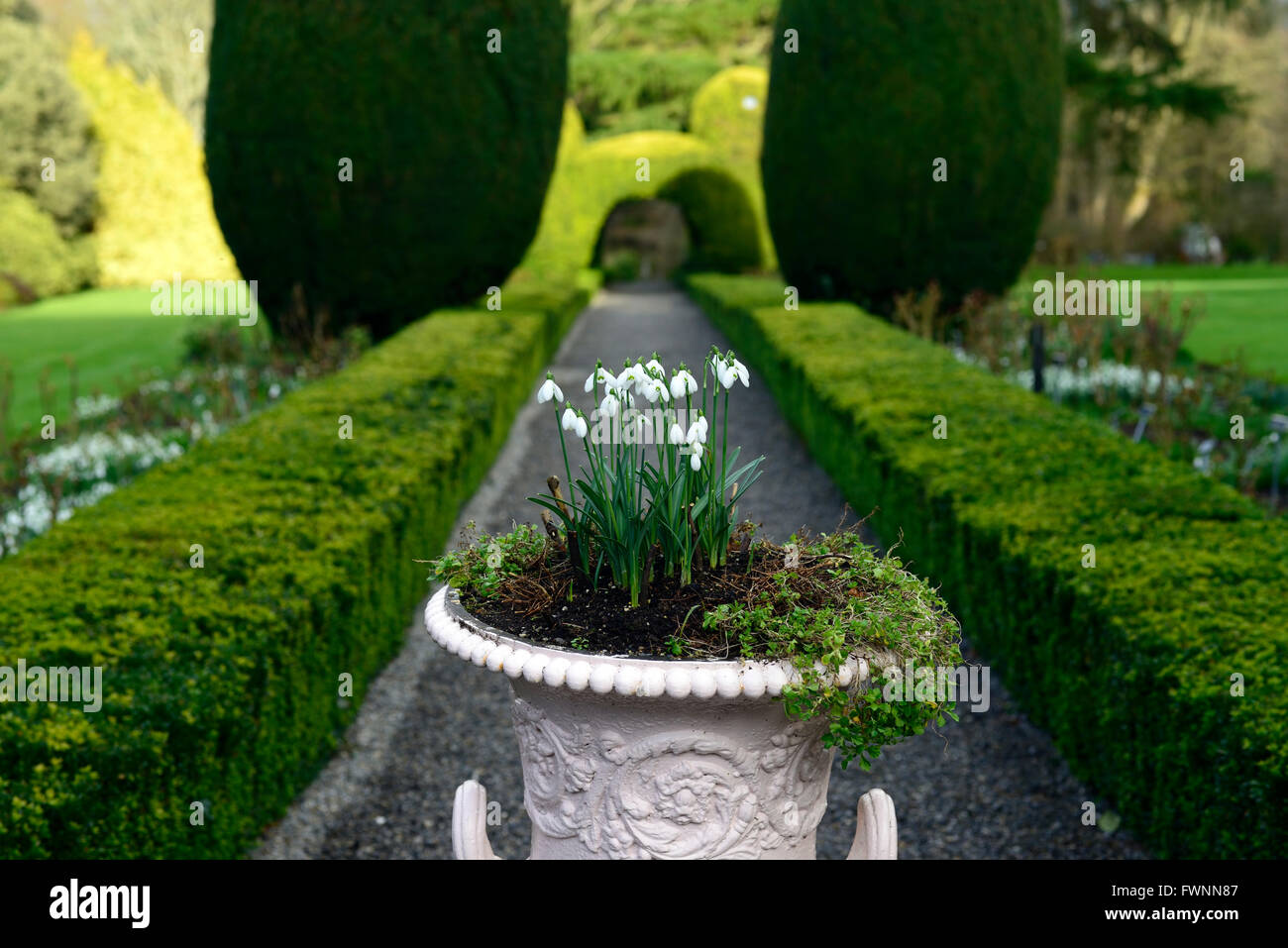 Galanthus-Schneeglöckchen Einpflanzen Urn Topf dekorativen Übertopf Schema Altamont Gärten Carlow Gartenarbeit RM Floral Stockfoto