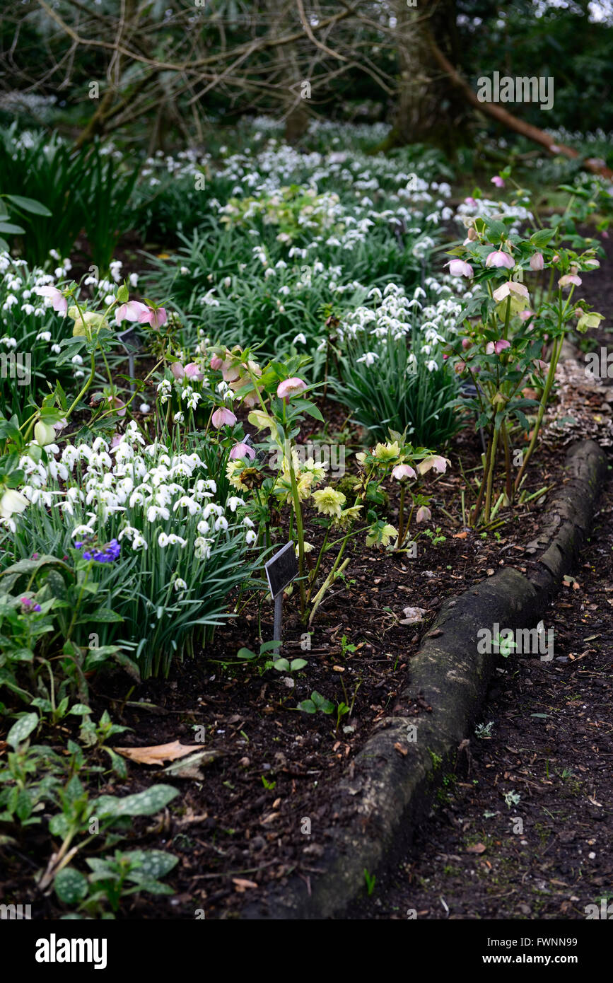 Galanthus Schneeglöckchen Bett Wald Schatten schattigen Bepflanzung Schema Altamont Gärten Carlow Gartenarbeit RM Floral Stockfoto