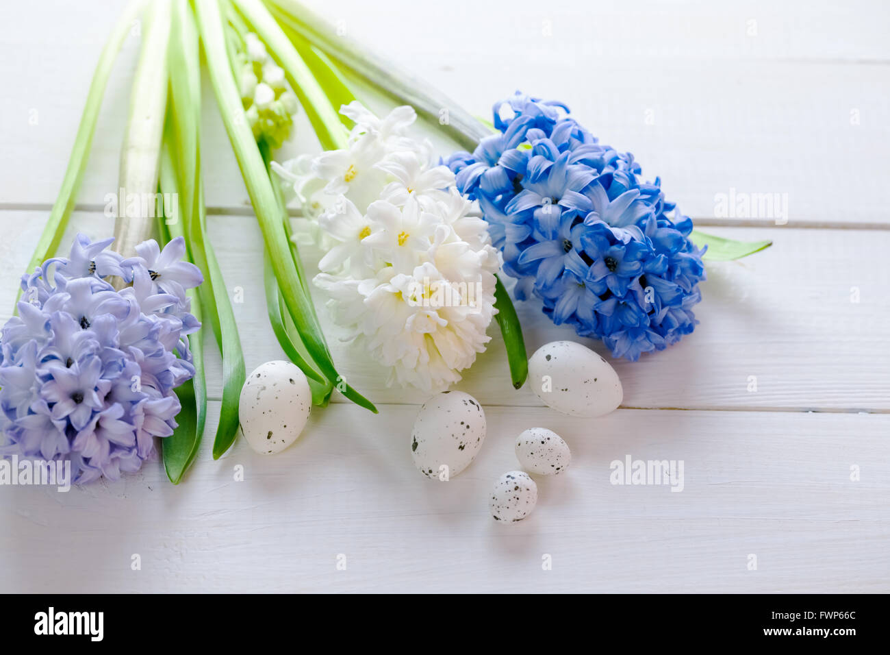 Frische rosa, blaue und weiße Blumen Hyazinthen mit Ostereiern im Lichtstrahl auf weiß gemaltem hölzernem Hintergrund. Platz für Text Stockfoto