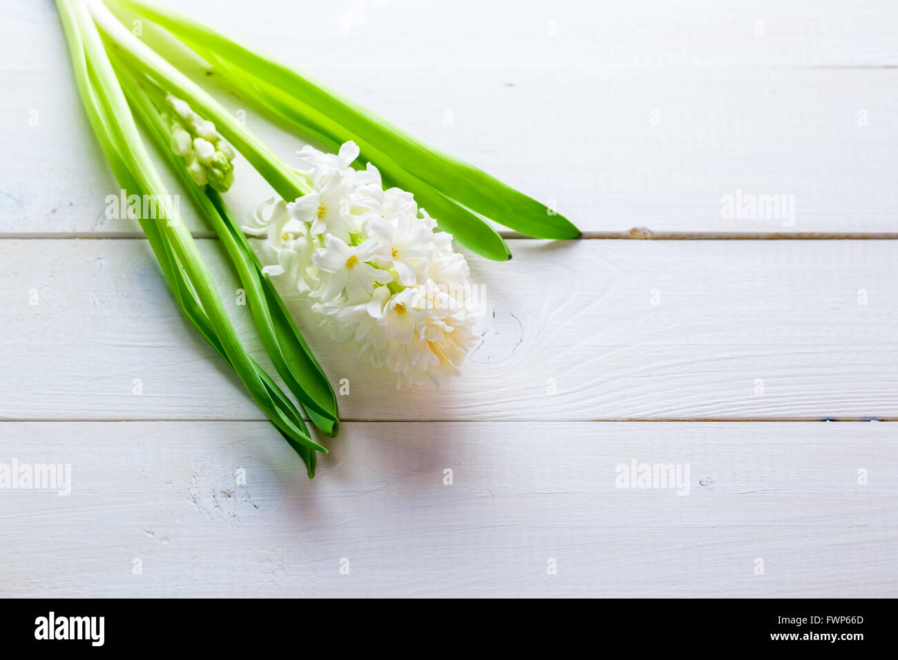 Frische weiße Blumen Hyazinthen im Lichtstrahl auf weißem lackiertem Holz Hintergrund. Selektiven Fokus. Platz für Text. Stockfoto