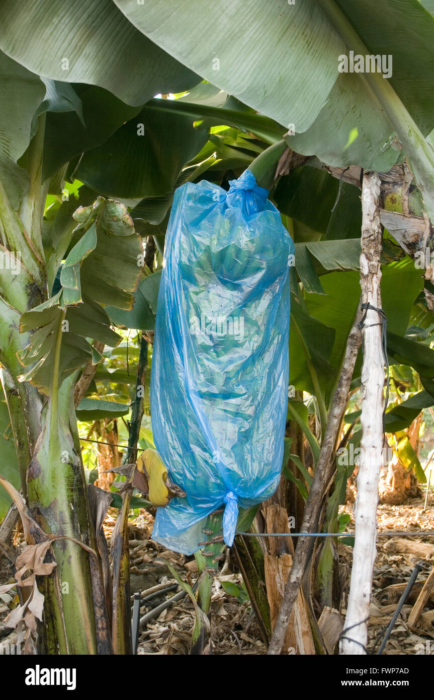 Banane Bananen wachsen auf Pflanze Pflanzen Baum Bäume gewickelt in Plastiktüte Taschen um Insektenbefall zu verhindern Stockfoto