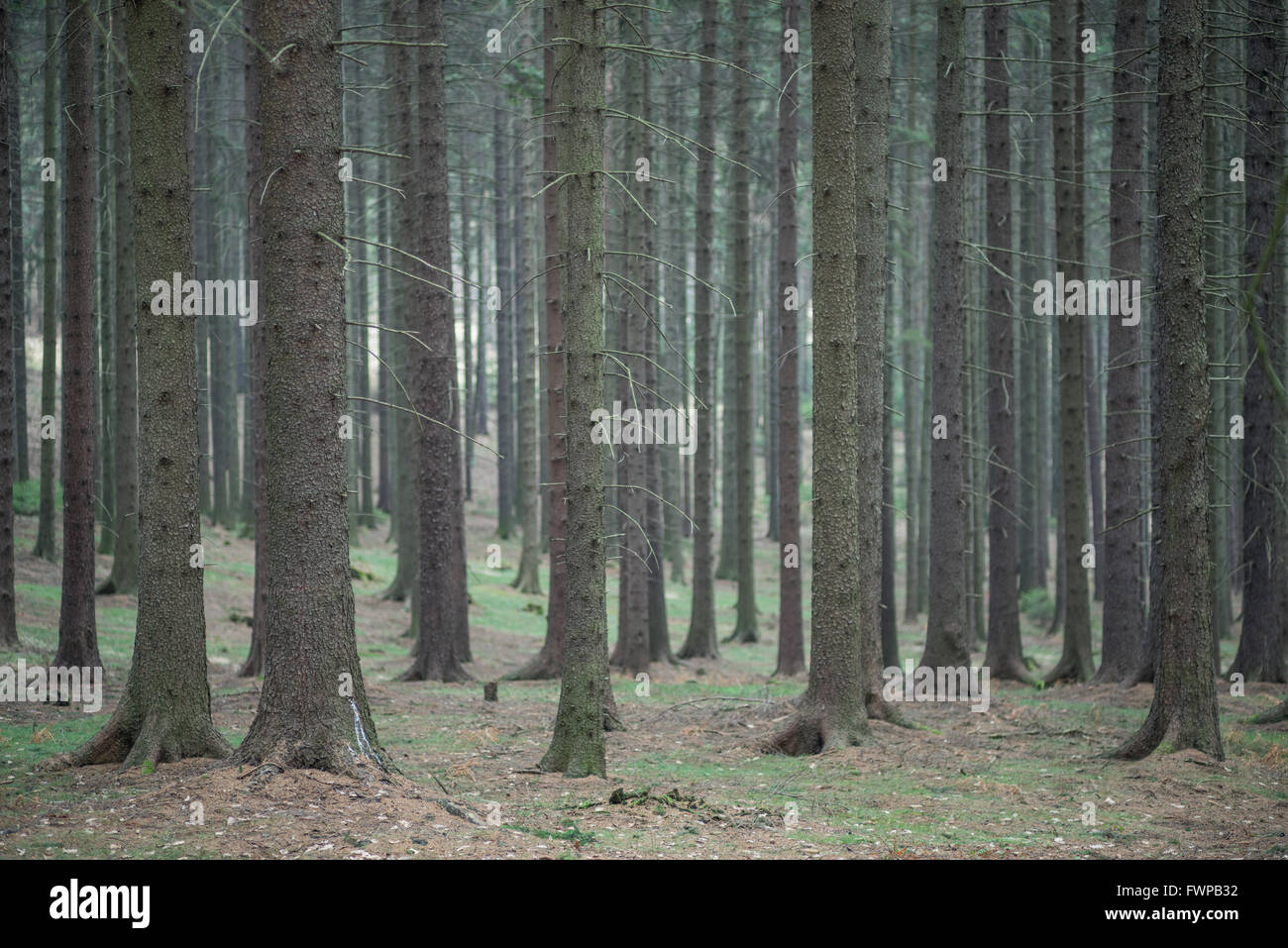 Nördlichen europäischen Fichte Bäume Wald im Frühjahr Stockfoto