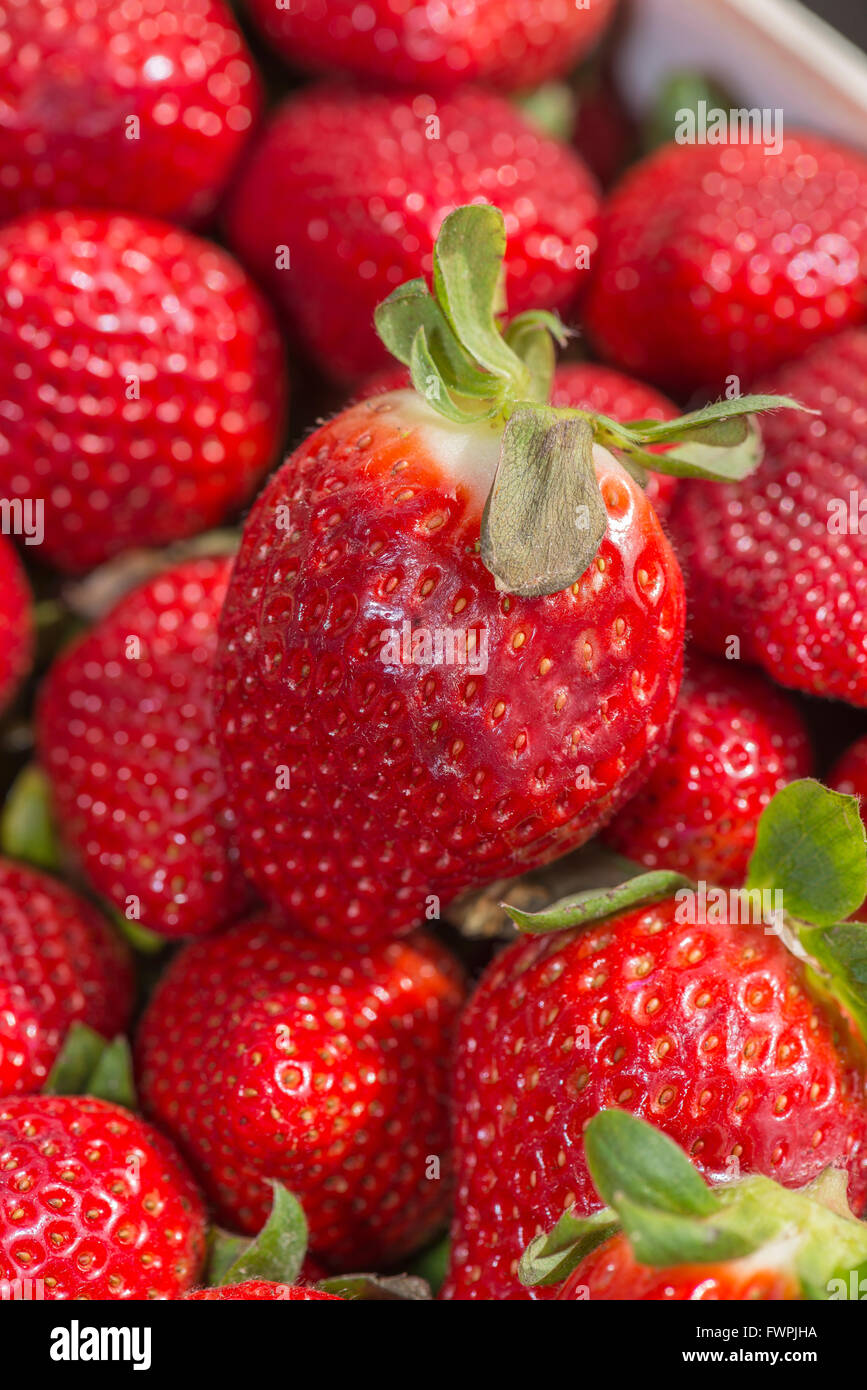 Fraise Sur Étalage de Marché Marseille Frankreich Stockfoto