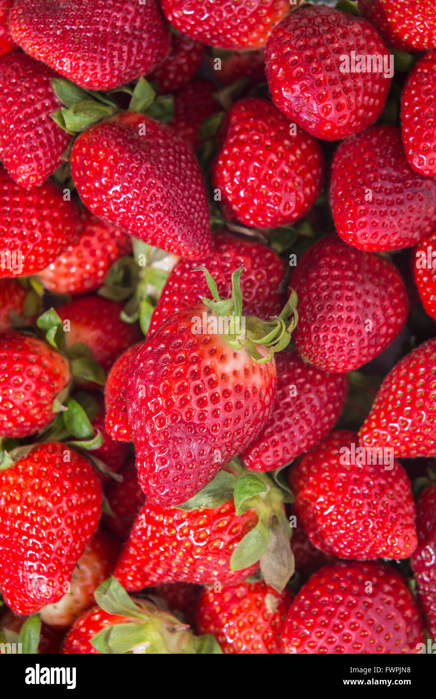 Fraise Sur Étalage de Marché Marseille Frankreich Stockfoto