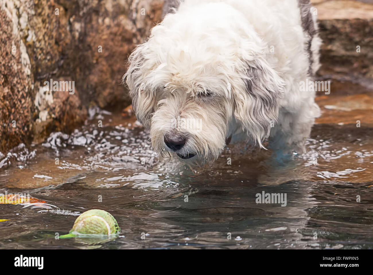 Niedliche Terrier Hund schwimmen im Pool, die versucht, einen Tennisball zu fangen Stockfoto