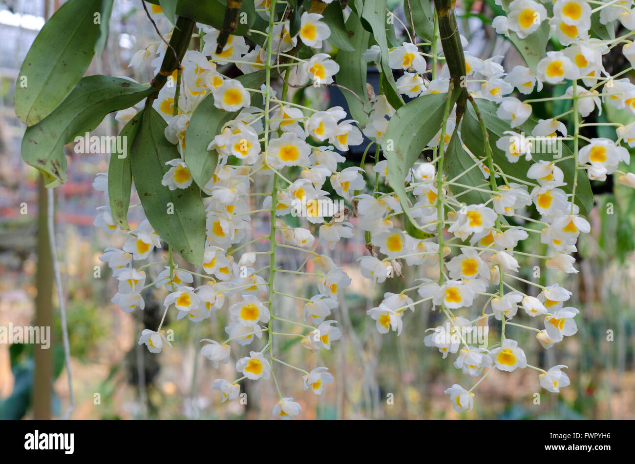 Die Blüten der Dendrobium thyrsiflorum Stockfoto