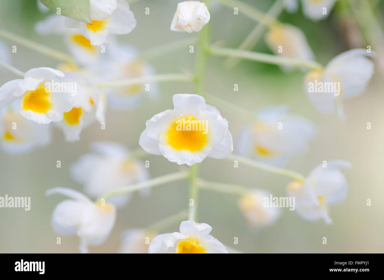 Die Blüten der Dendrobium thyrsiflorum Stockfoto