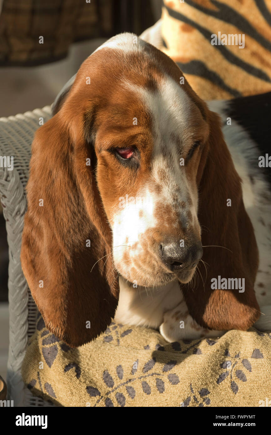 Ein 2 Jahre altes Basset Hound sitzt in einem Sessel entspannen, Berkshire Stockfoto