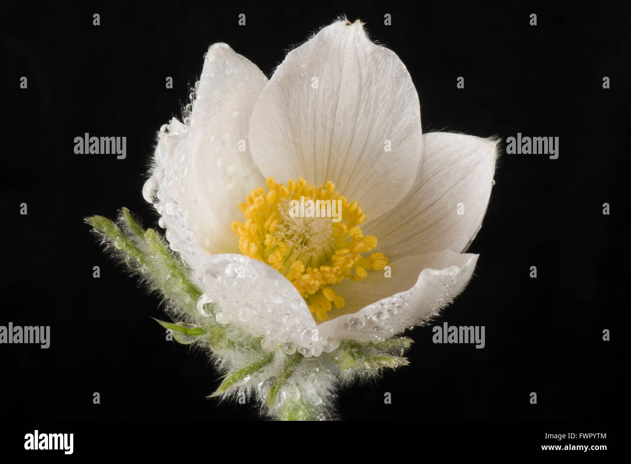 Weiße Küchenschelle Pulsatilla Vulgaris 'Alba' mehrjährige Zierpflanze Blume mit Tropfen Regen im Frühjahr Stockfoto
