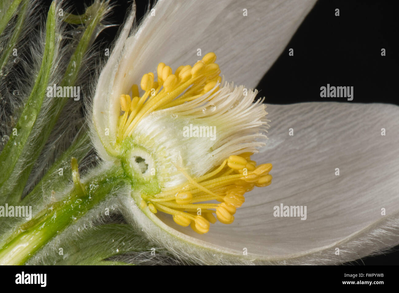 Weiße Küchenschelle Pulsatilla Vulgaris 'Alba' mehrjährige Zierpflanze Blume Abschnitt seiner Struktur zeigen Stockfoto