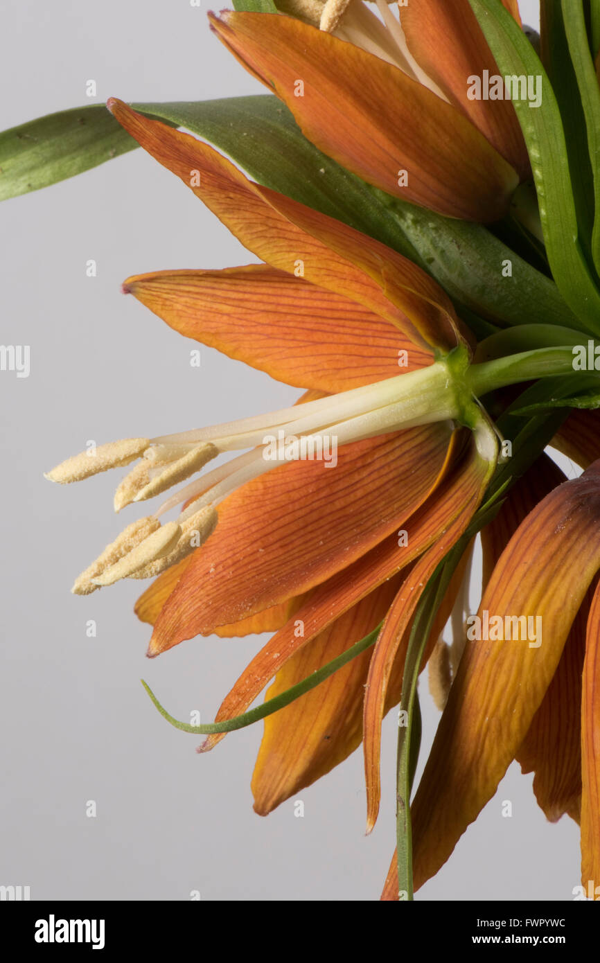Schnitt durch eine Blume der Crown imperial, Fritillaria Imperialis, zeigt Blütenstruktur Stockfoto