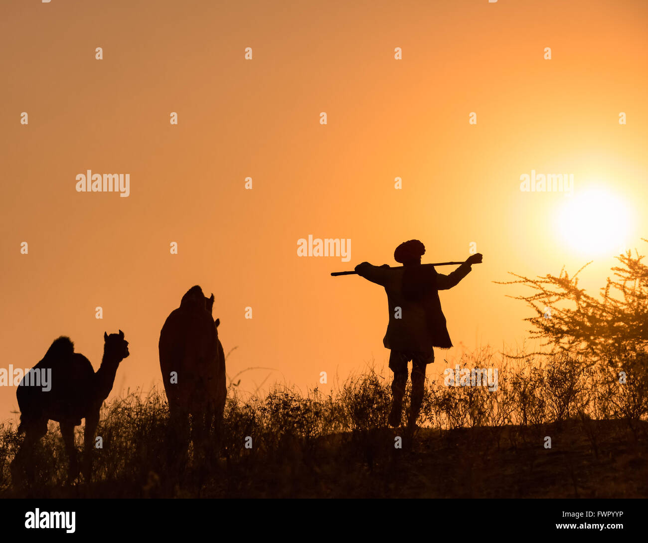 Sonnenuntergang, Silhouette der Mann mit seiner seine Kamele, Pushkar Camel Fair, Pushkar, Rajasthan, Indien Stockfoto