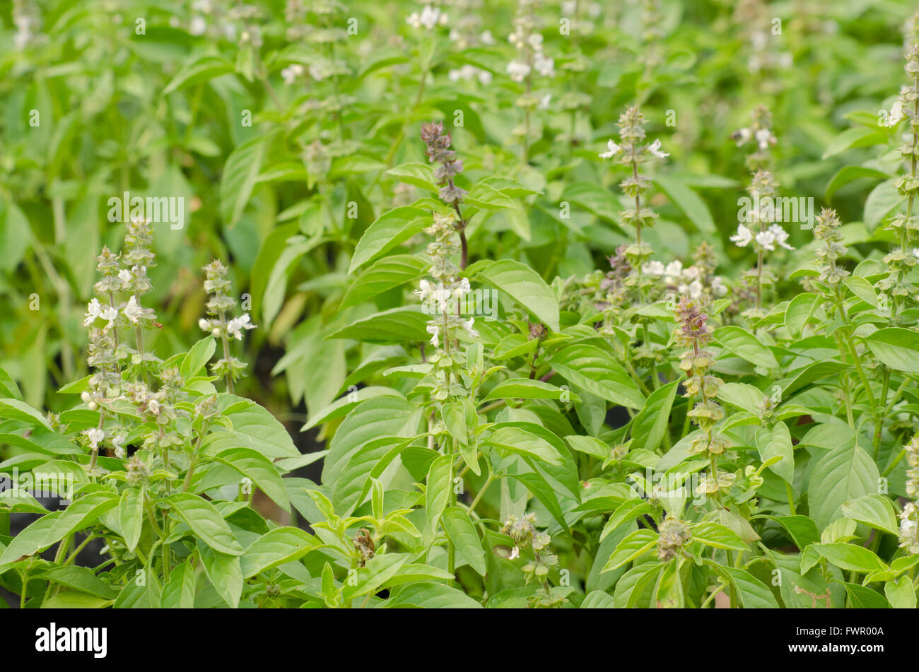 Ocimum basilicum Stockfoto