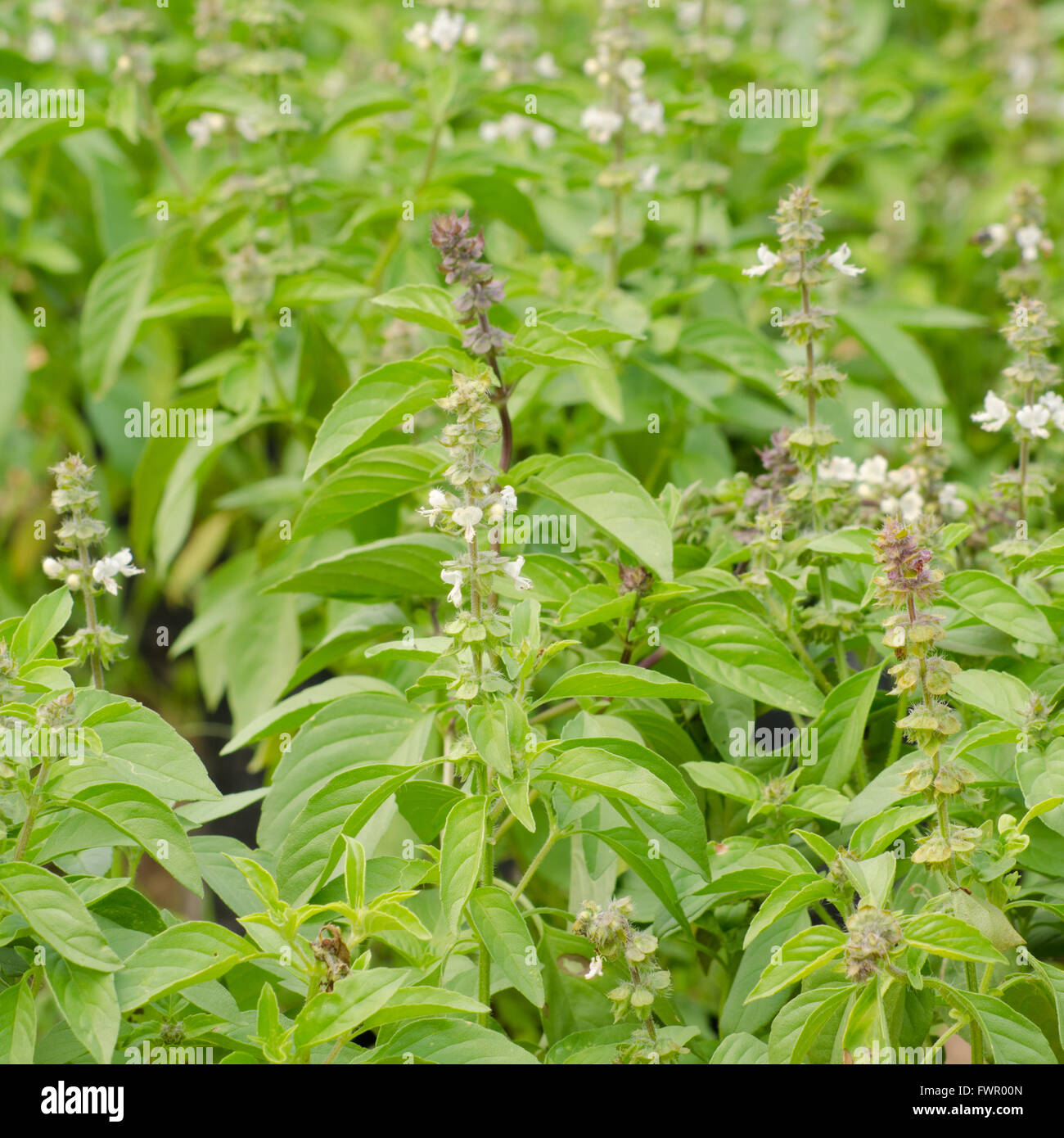 Ocimum basilicum Stockfoto
