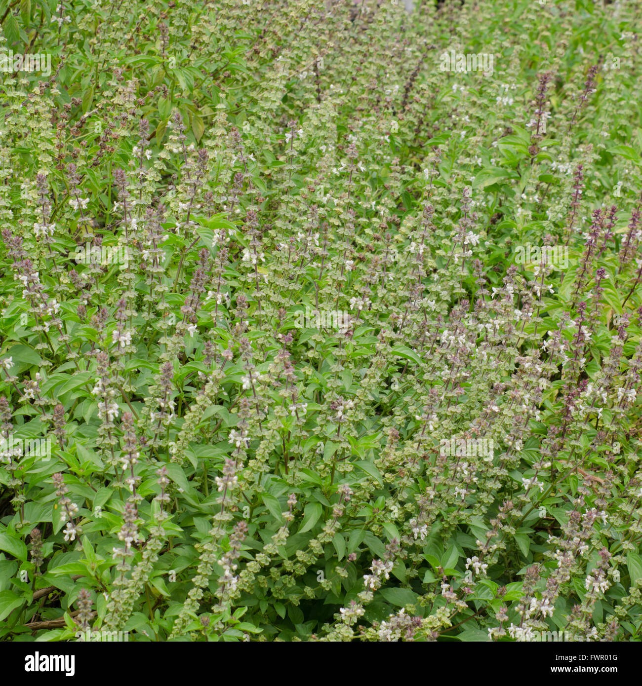 Ocimum basilicum Stockfoto