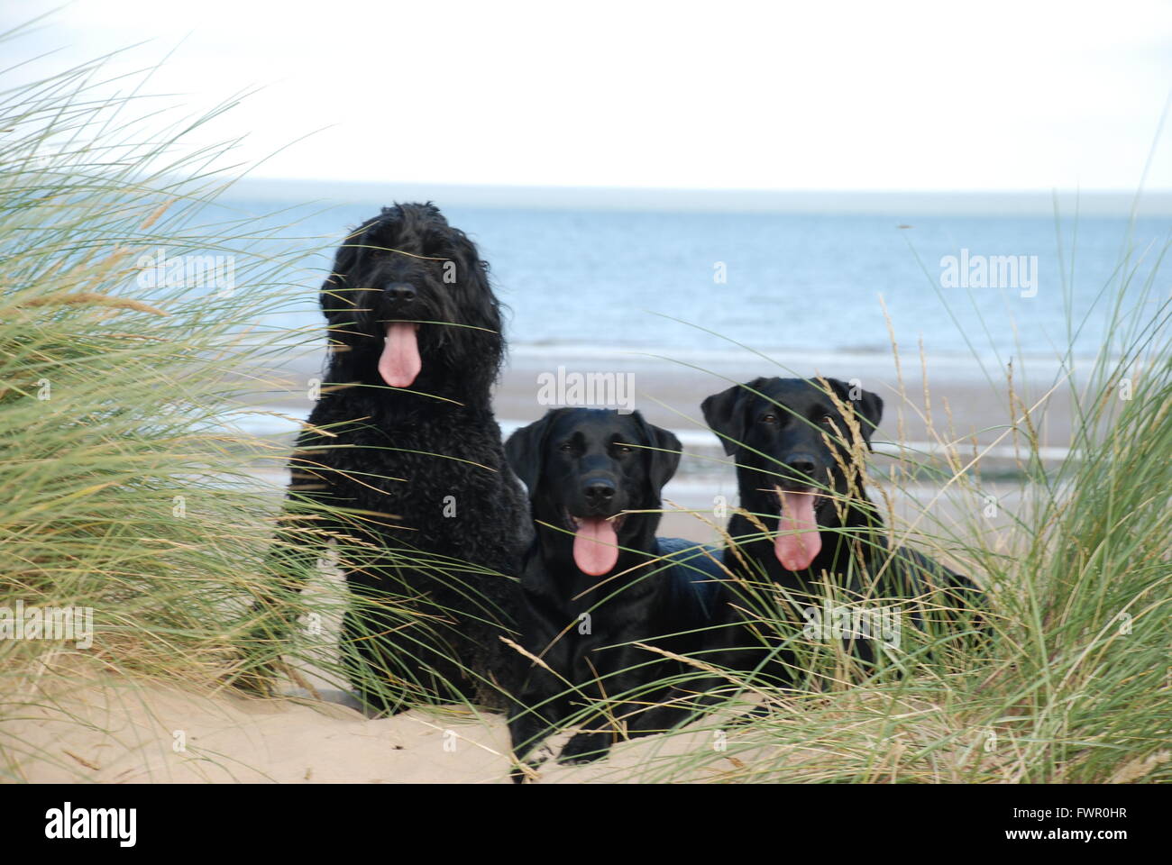 Große schwarze hunde -Fotos und -Bildmaterial in hoher Auflösung – Alamy