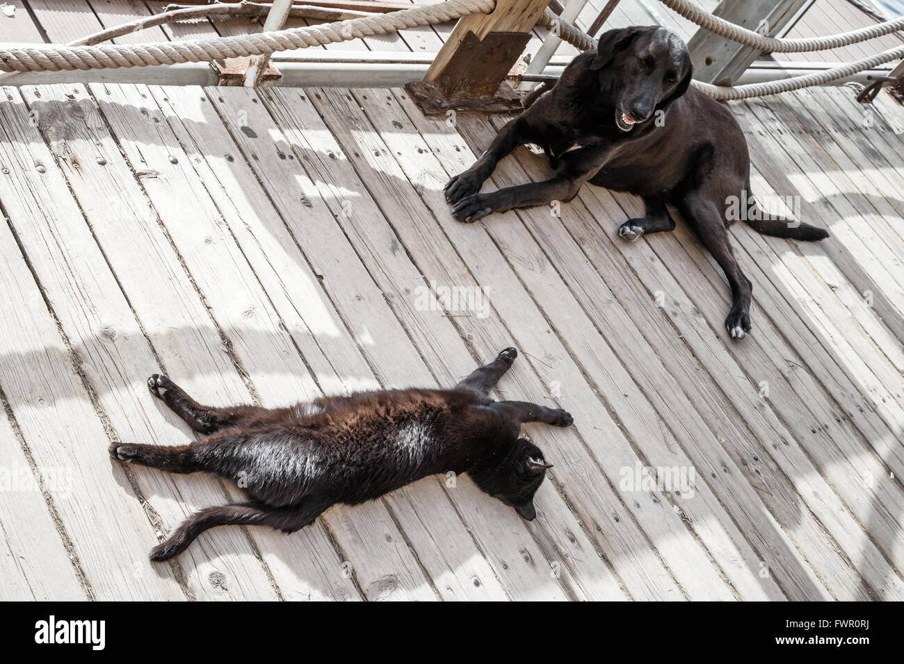 Schwarze heimatlose Katze und Hund ruhen im Schatten auf Holzboden Stockfoto