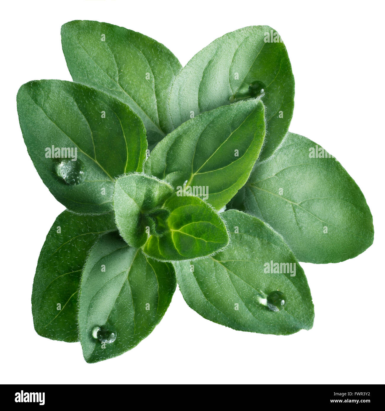 Griechischen oder syrischen Oregano (Origanum Syriacum) Blätter mit Tröpfchen. Clipping-Pfad, unendlicher Schärfentiefe Stockfoto