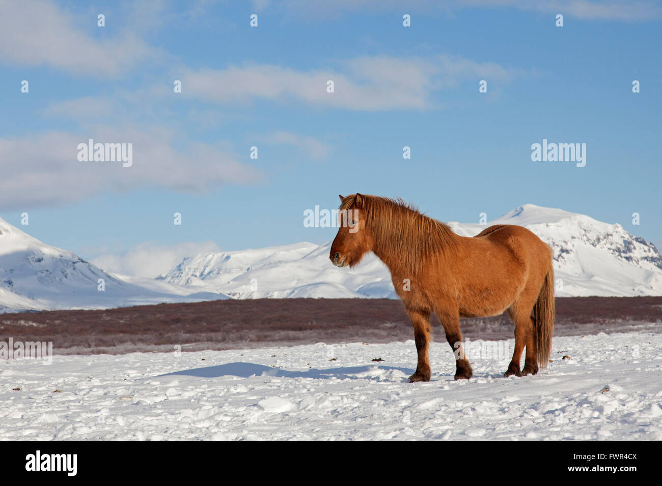 Isländische Pferd (Equus Ferus Caballus / Equus Scandinavicus) in schweren Wintermantel im Schnee auf Island Stockfoto