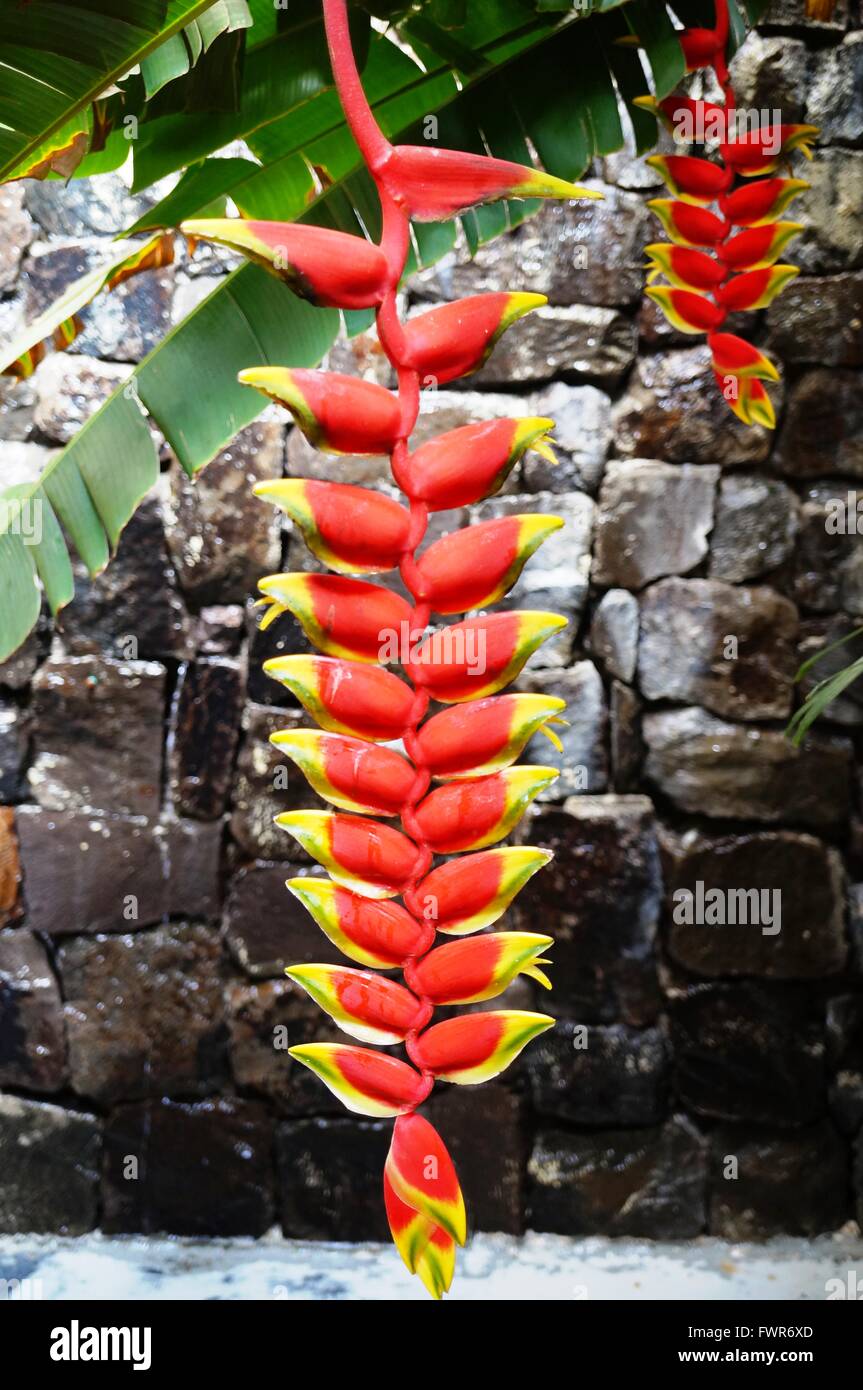 Rot und gelb hängenden Blumen des Werks Heliconia rostrata Stockfoto