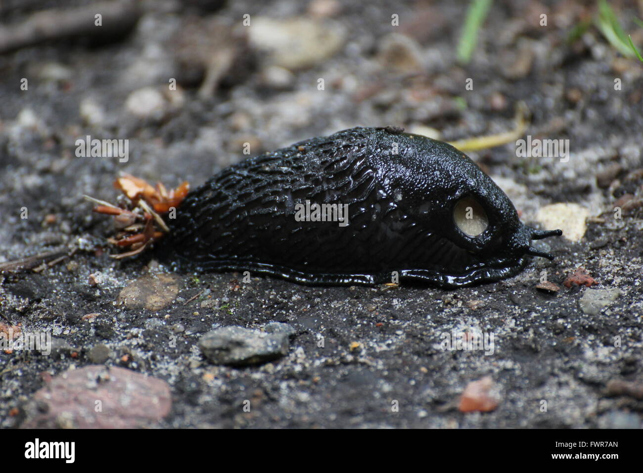 Schwarze Schnecke (Arion Ater) auf dem Boden. Stockfoto