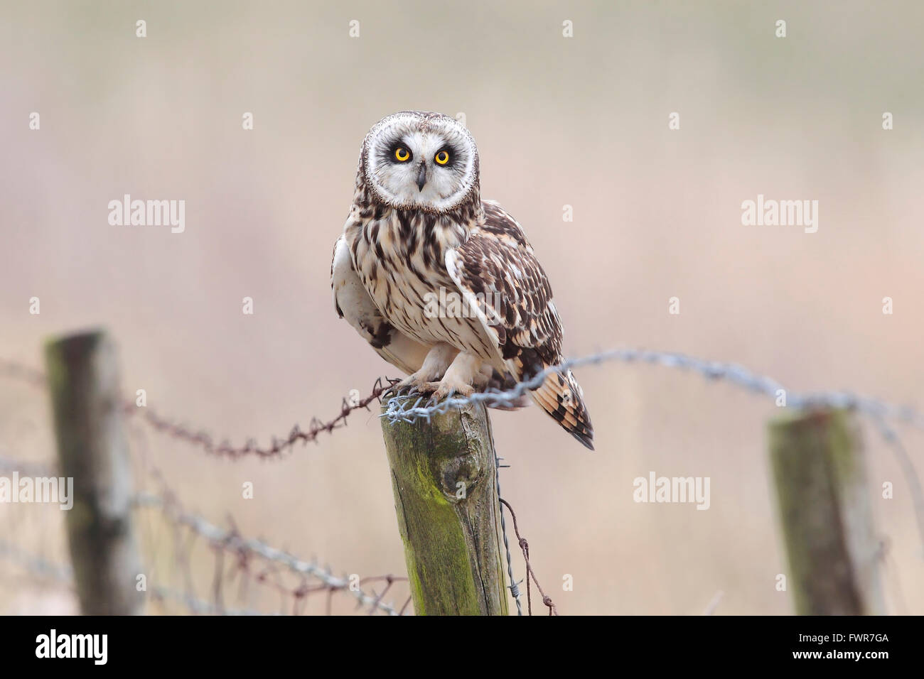 Sumpfohreule (Asio Flammeus) sitzt auf alten Zaun mit Stacheldraht, Nationalpark Lauwersmeer, Holland, Niederlande Stockfoto