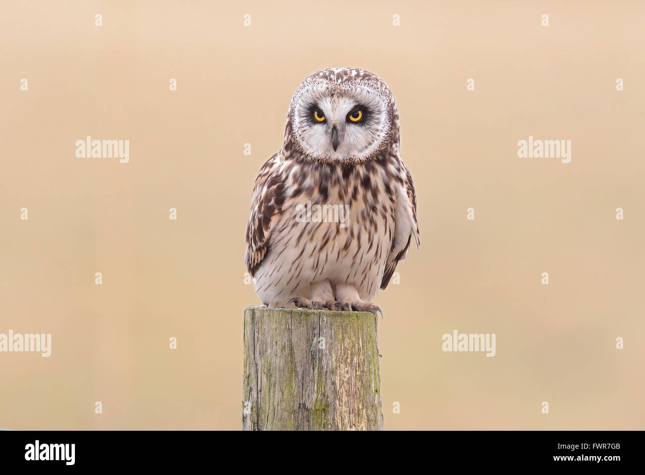 Sumpfohreule (Asio Flammeus) sitzt auf alten Zaunpfahl, Nationalpark Lauwersmeer, Holland, Niederlande Stockfoto